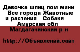 Девочка шпиц пом мини - Все города Животные и растения » Собаки   . Амурская обл.,Магдагачинский р-н